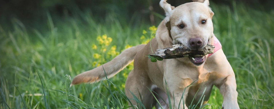 Second Annual Mowgli Memorial Dog Show Returns to Mountaineer Run GNCC